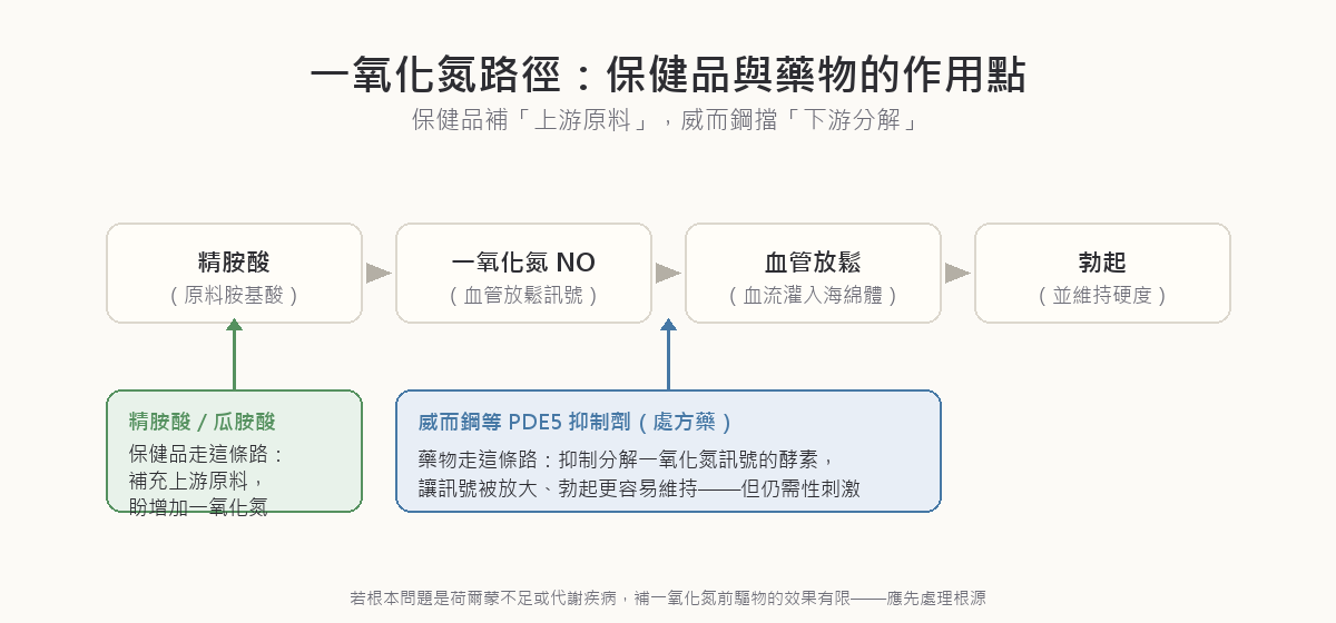 一氧化氮路徑與保健品作用點示意圖：精胺酸經一氧化氮合酶轉化為一氧化氮、一氧化氮使血管放鬆血流灌入形成勃起；精胺酸與瓜胺酸補充上游原料，威而鋼等PDE5抑制劑則抑制下游分解