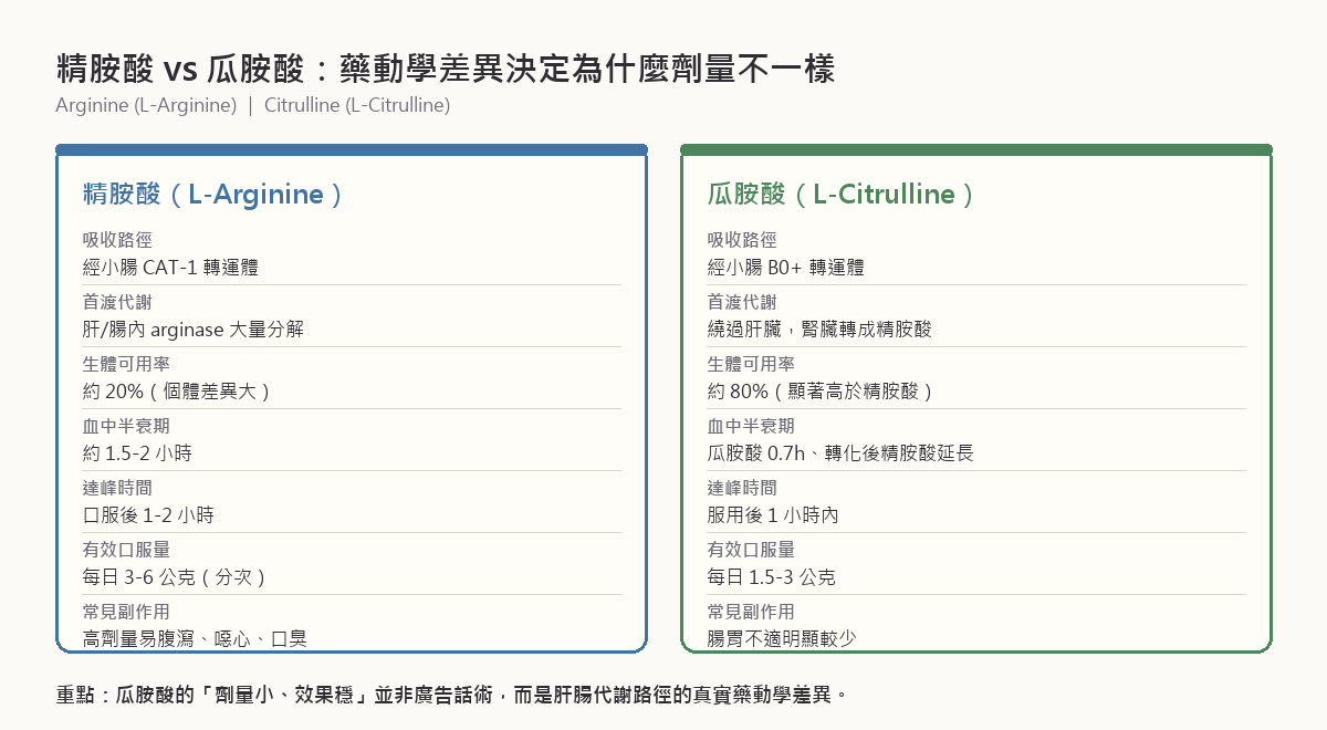 精胺酸與瓜胺酸藥動學差異對比表：精胺酸經 CAT-1 轉運體吸收、肝腸 arginase 大量分解、生體可用率約 20%；瓜胺酸經 B0+ 轉運體吸收、繞過肝臟在腎臟轉成精胺酸、生體可用率約 80%