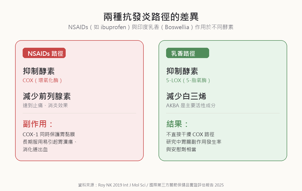 NSAIDs 與乳香的抗發炎機制對比圖：NSAIDs 抑制 COX 酵素減少前列腺素，但因 COX-1 同時保護胃黏膜而易引起胃潰瘍；乳香抑制 5-LOX 酵素減少白三烯，不直接干擾 COX 路徑，研究中胃腸副作用發生率與安慰劑相當
