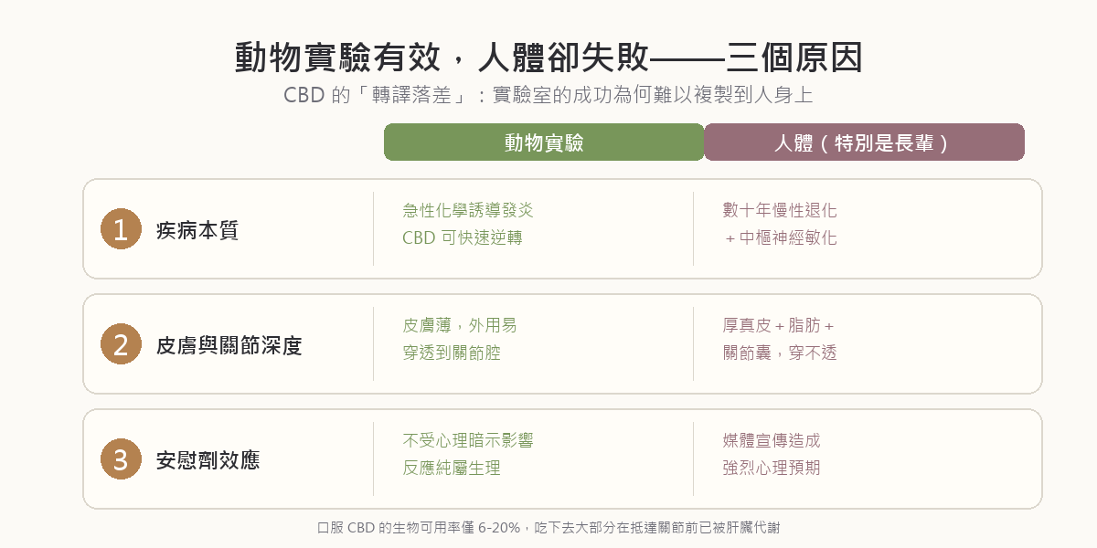 CBD 動物實驗與人體試驗的轉譯落差三大原因：動物是急性化學誘導關節炎而人類是慢性退化合併中樞敏化、動物皮膚薄外用易穿透而人類關節深層屏障厚、人體有強烈安慰劑效應而動物沒有