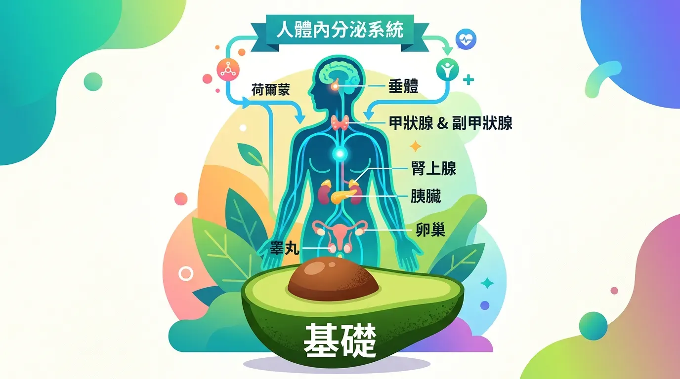 脂肪：內分泌系統的基石