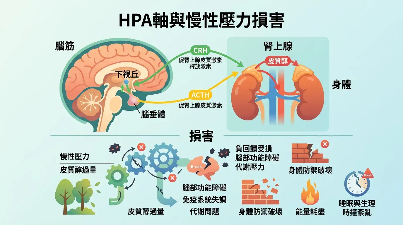 🔬 揭秘壓力:HPA 軸與慢性損害