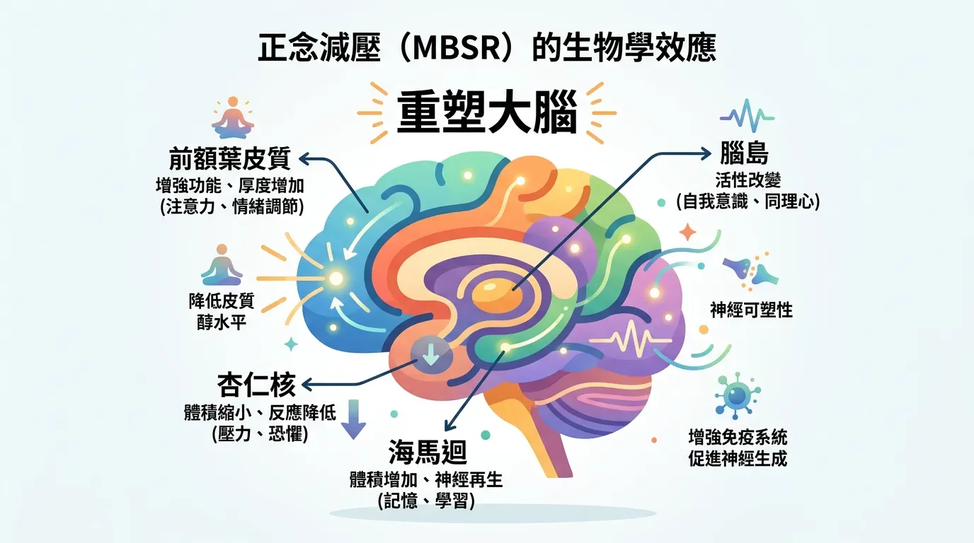 🧘 重塑大腦:MBSR 的生物學意義