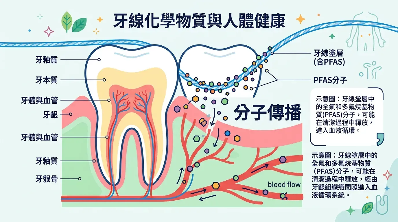 分子機制:從牙線塗層到血液循環