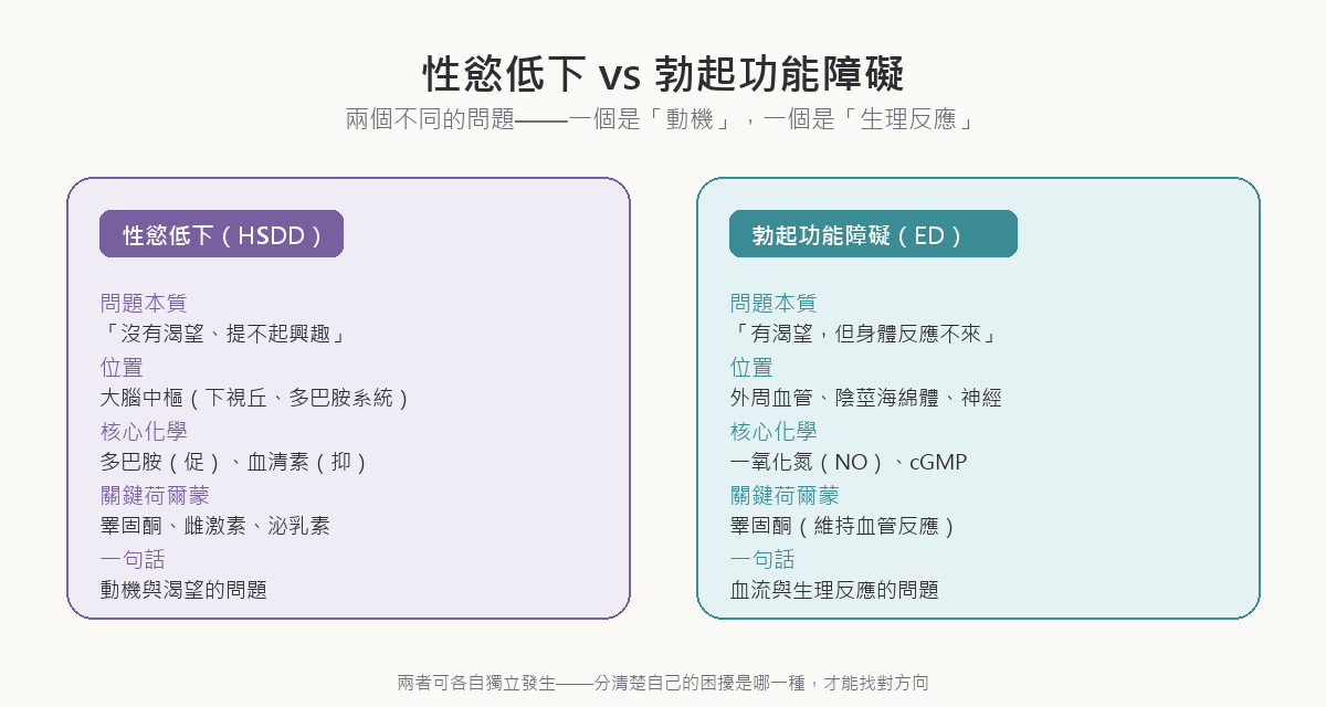 性慾低下與勃起功能障礙的區別對照圖：性慾低下是大腦中樞的渴望缺失、由多巴胺與性荷爾蒙調控；勃起功能障礙是外周血管與血流的生理反應障礙、由一氧化氮與血流動力學主導