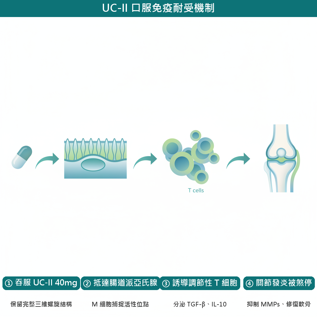UC-II 口服免疫耐受機制圖：從吞服膠囊到腸道派亞氏腺辨識、誘導調節性 T 細胞、最終在關節處煞停發炎反應的四步驟流程