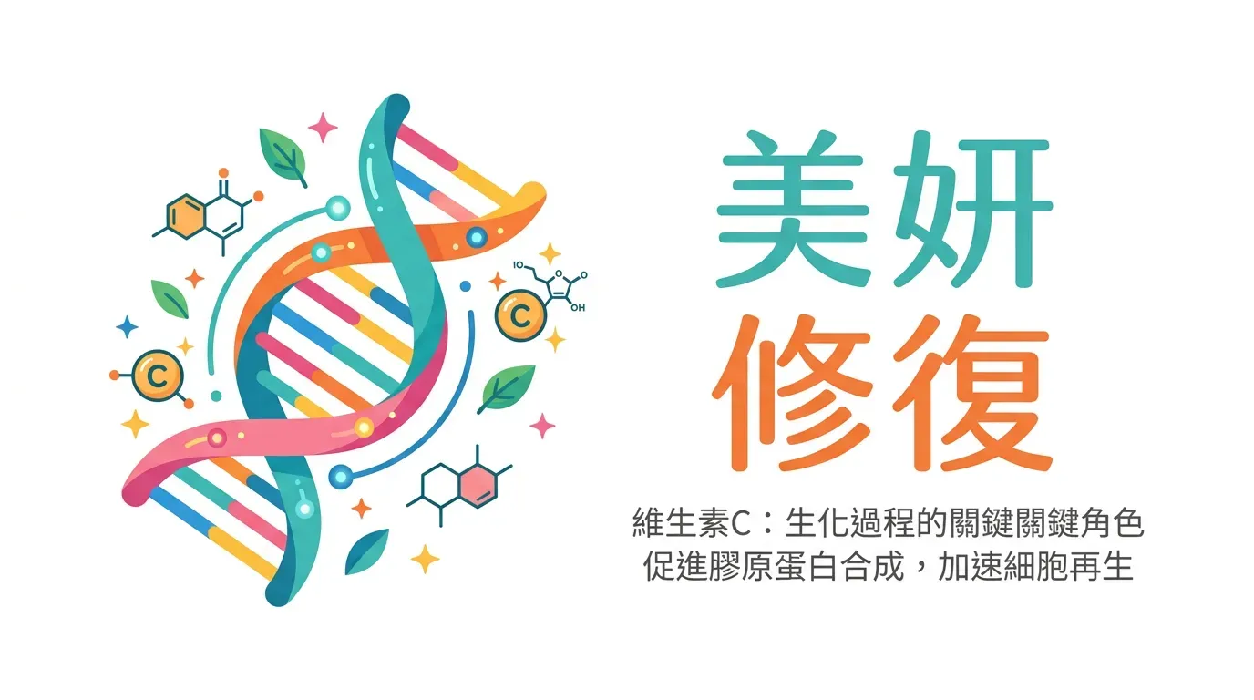 生化機制:為什麼維生素 C 是「美妍」與「修復」的關鍵?