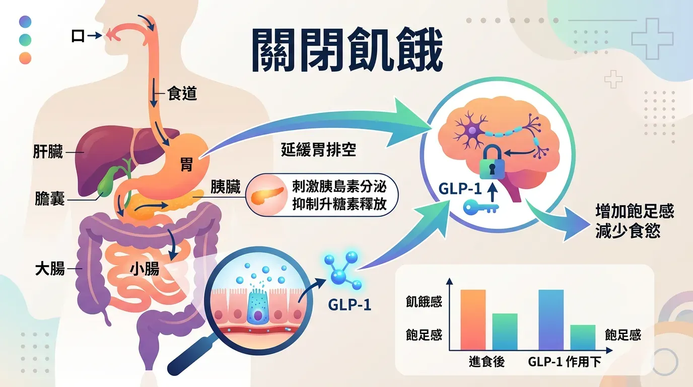 生化機制:GLP-1 怎麼讓大腦「不想吃」?